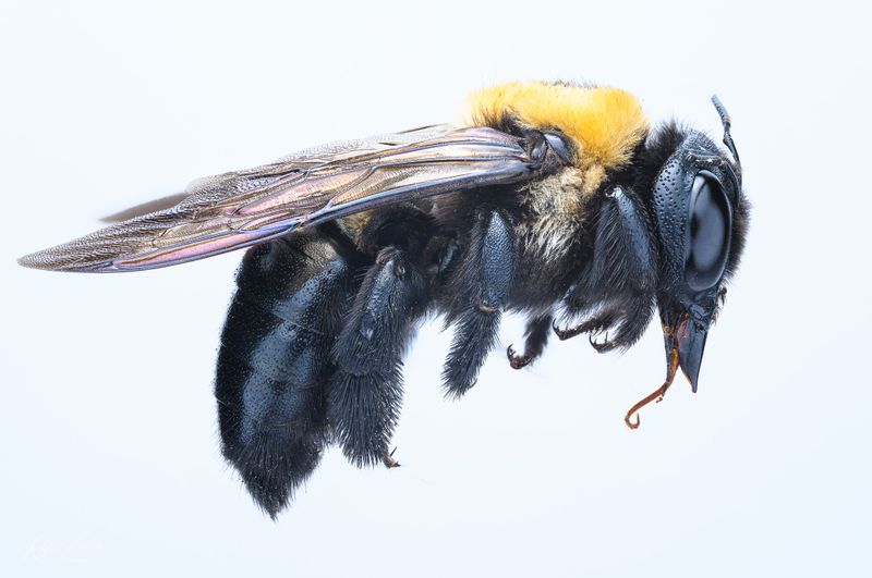 Bees and Wasps