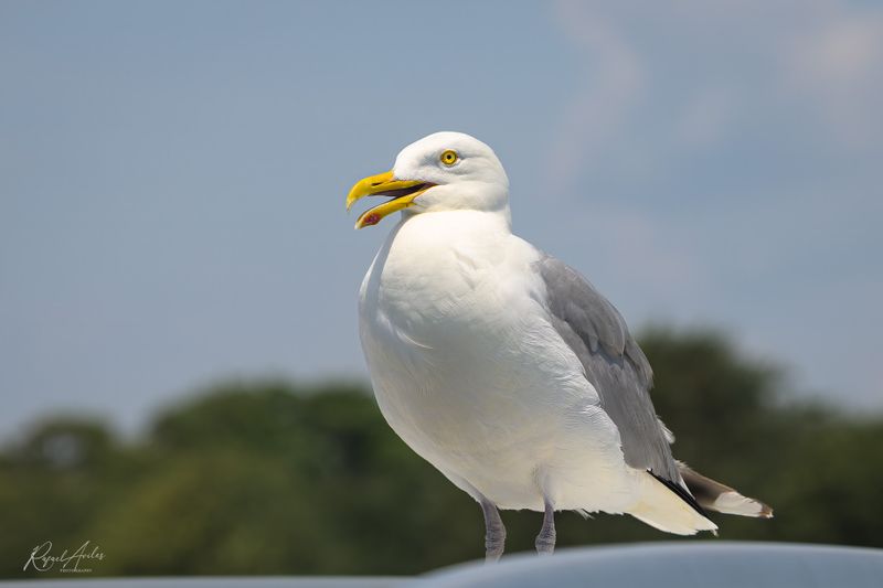 Miscellaneous Birds