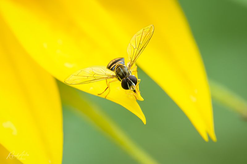 Damselflies, Dragonflies, and Other Flies