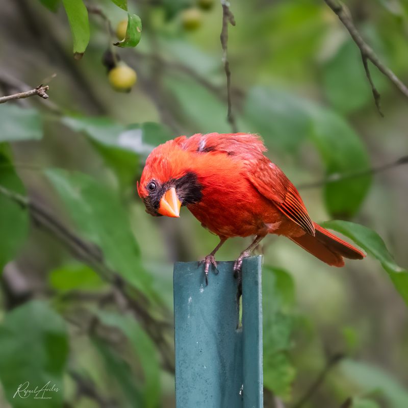 Cardinals