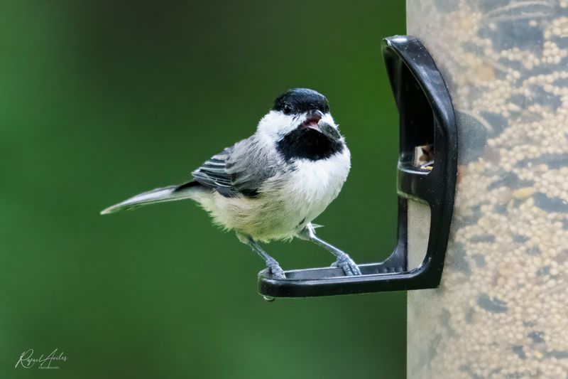 Miscellaneous Birds