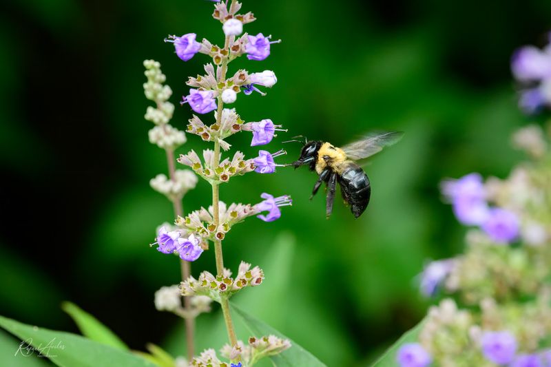 Bees and Wasps