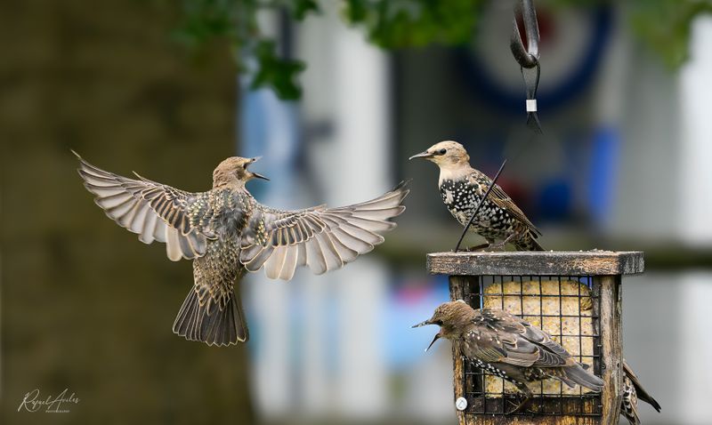 Other Birds
