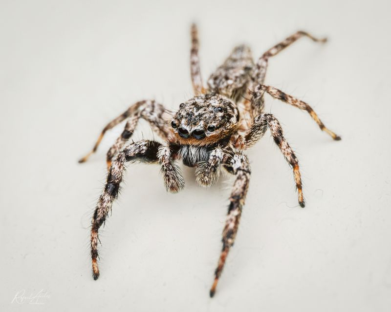 Jumping spider