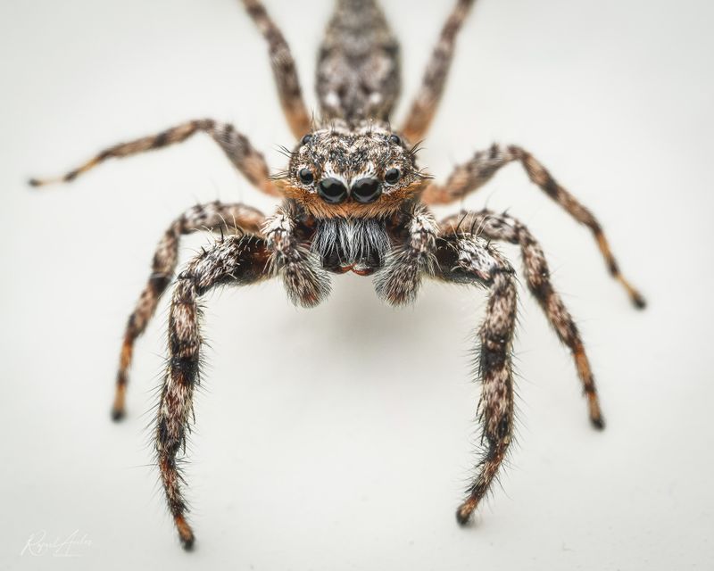 Spiders