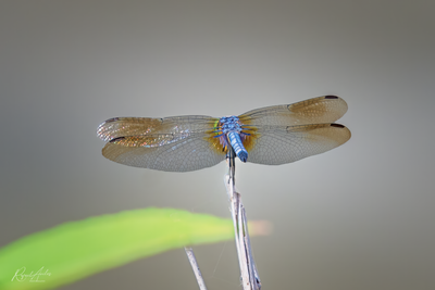 Wings of a dragonfly