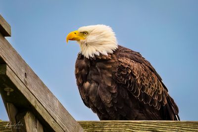 g13/45/52545/3/173165218.3e0a493a.JPEG