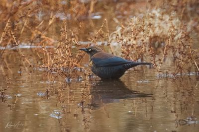 Rusty blackbird