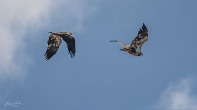 g13/45/52545/3/173476252.a88bdf9b.JPEG