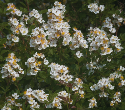 g13/45/52545/3/173669481.01c25294.PNG