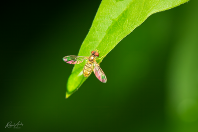 g13/45/52545/3/173755068.bee24f24.PNG
