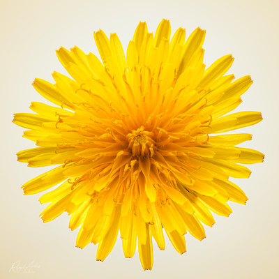 Dandelion