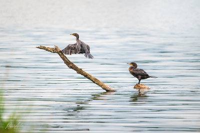 Cormorants