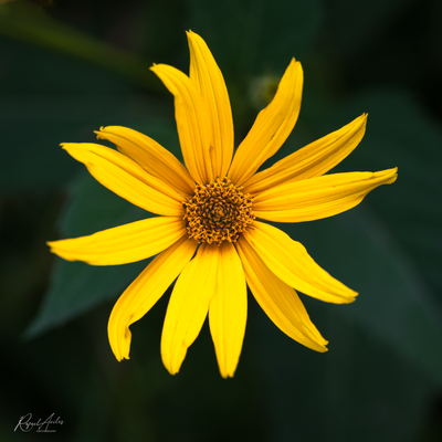 g13/45/52545/3/173914171.b934766f.PNG
