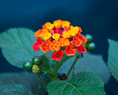 g13/45/52545/3/173992645.e27eb19e.PNG