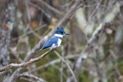 Belted kingfisher