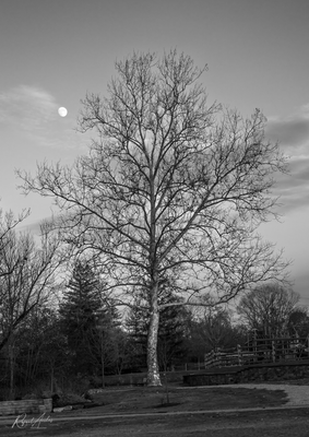 Moon and sycamore