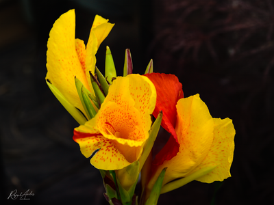 g13/45/52545/3/174573681.f2d97c83.PNG