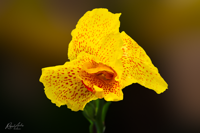 g13/45/52545/3/174659409.c54a0bd4.PNG