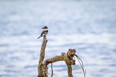 Kingfishers