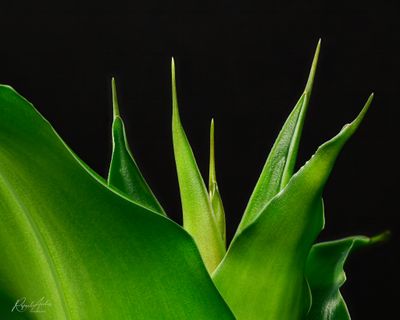 g13/45/52545/3/175024760.3889f950.JPEG