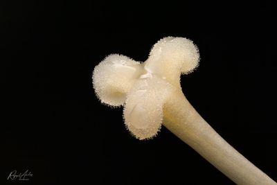 g13/45/52545/3/175221752.6ef9953f.JPEG