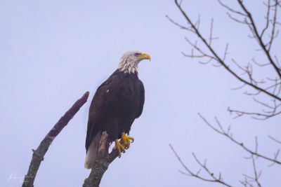 Bald Eagles