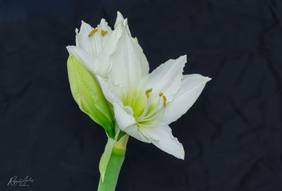 g13/45/52545/3/175308960.7a7fbd5b.JPEG
