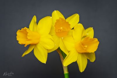 g13/45/52545/3/175345905.865c8fd3.JPEG