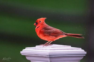 Cardinals