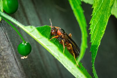 Bees and Wasps