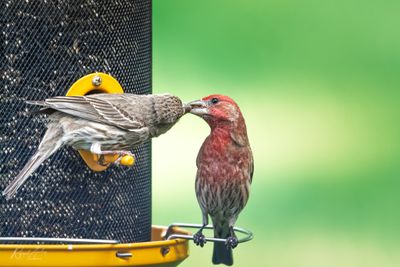 Finches