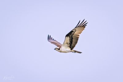 Raptors