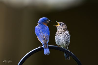 Bluebirds
