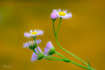 Flora