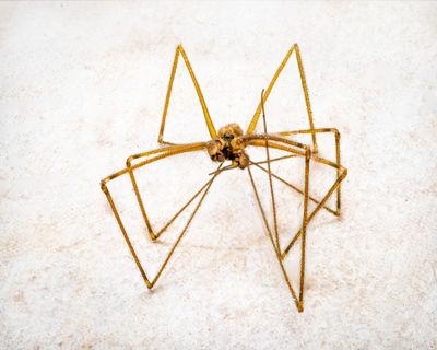 Spiders
