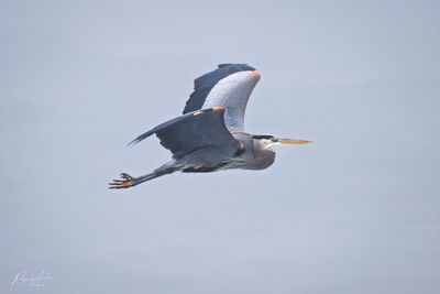 Great Blue Herons