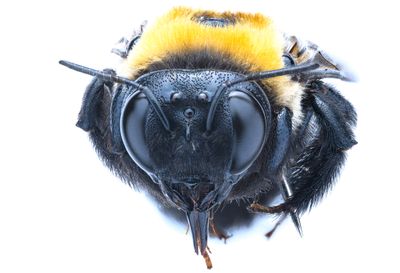 Bees and Wasps
