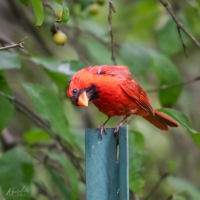 Cardinals
