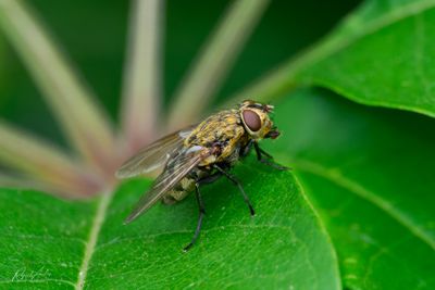 Damselflies, Dragonflies, and Other Flies