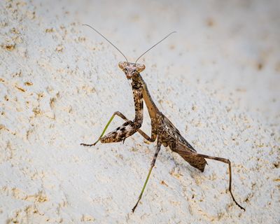 Praying Mantis
