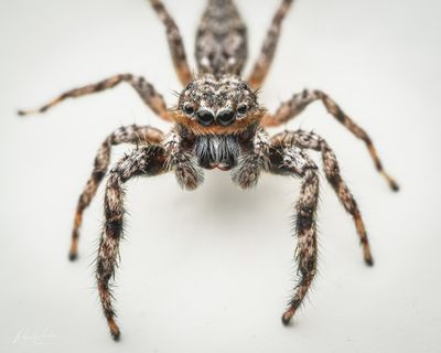 Spiders