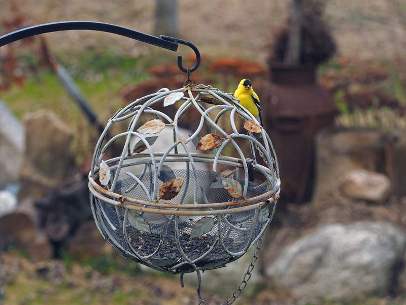 Mangeoirs /Anti-Gros-Oiseaux-cureils-Ratons