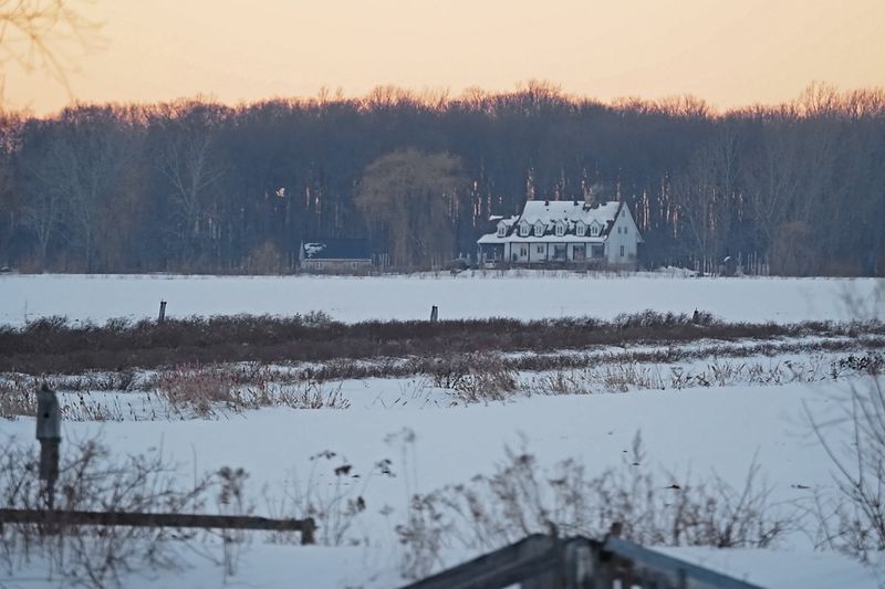 Hibou des marais / Photo maison