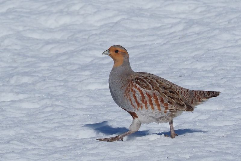 GRAY PARTRIDGE / PERDRIX GRISE (M)