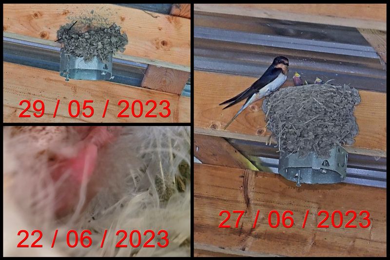 Hirondelle rustique au nid