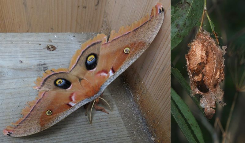 Polyphme dAmrique (Antheraea polyphemus)