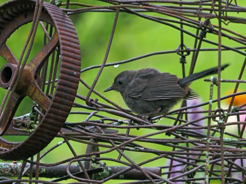Moqueur chat / Gray catbird (Jeune 2023)