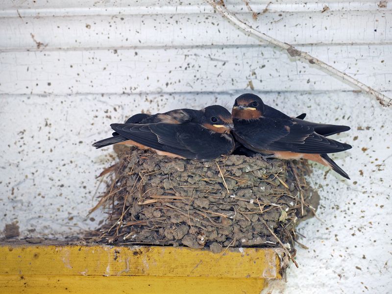HIRONDELLE RUSTIQUE / BARN SWALLOW