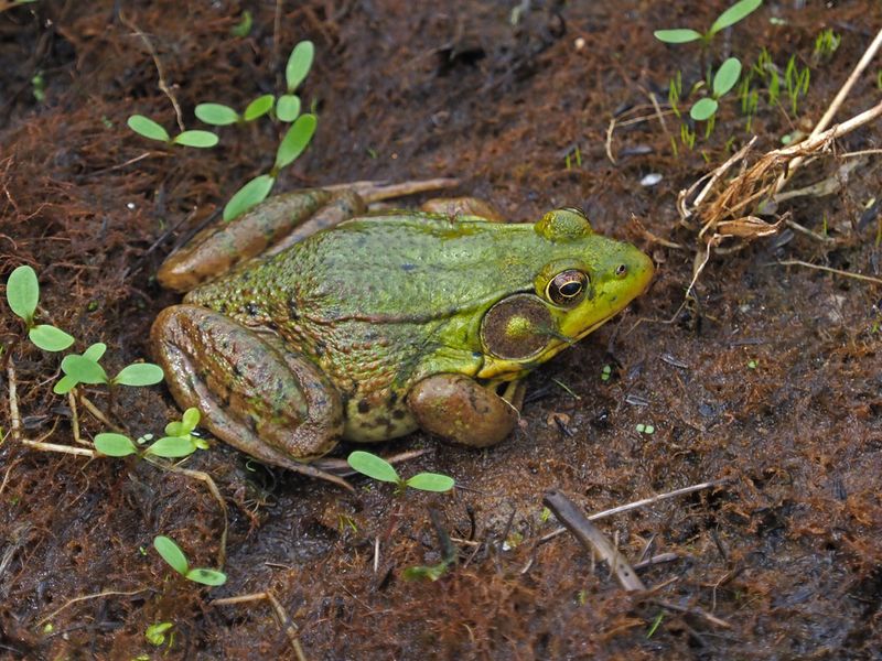 Grenouille verte